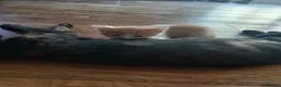 Mixed Breed cats for sale: 4 playful kittens in Uckfield - Advert 4