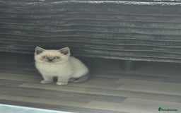 British Shorthair cats for sale: British Shorthair Kittens in Bradford - Image 11