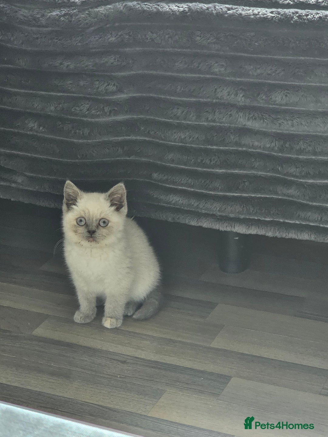 British Shorthair cats for sale: British Shorthair Kittens in Bradford - Image 11