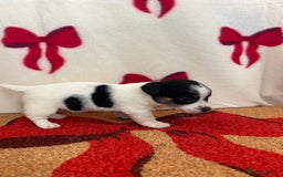 Jack Russell dogs for sale: Short legged true to type Jack Russell Puppies  - Image 5