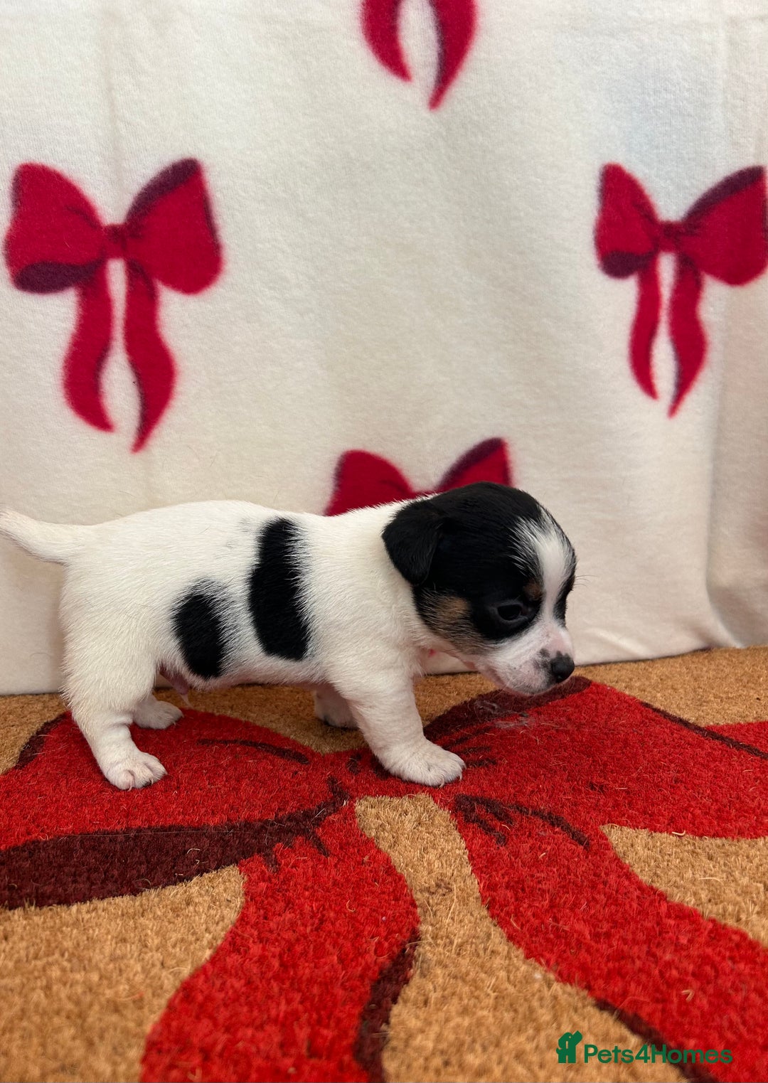 Jack Russell dogs for sale: Short legged true to type Jack Russell Puppies  - Image 5