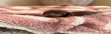 Miniature Dachshund 6