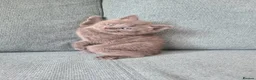 Mixed Breed cats for sale: Kittens are waiting for their forever homes in Rotherham - Advert 3