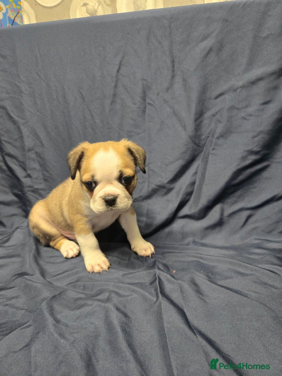 French Bulldog dogs for sale: French bulldog pups pink/fluffy READY NOW - Advert 5