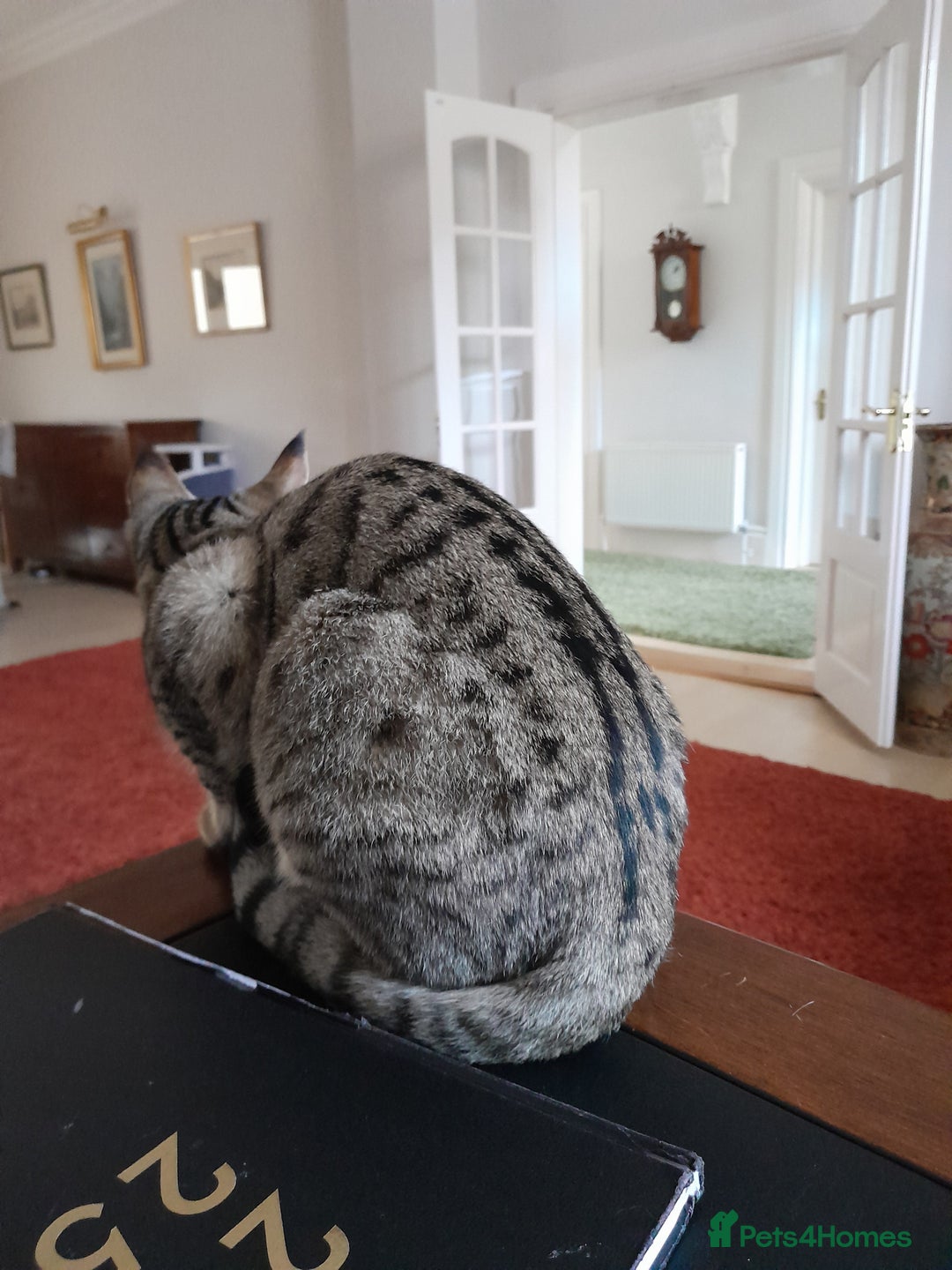 Savannah cats for sale: F5 Full Pedigree Tica Registered Girl Kitten - Advert 24