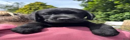 Labrador Retriever dogs for sale: Show type Black Labradors  - Advert 5