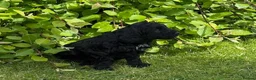 Sproodle dogs for sale: ADORABLE SPROODLE PUPPIES - Advert 5