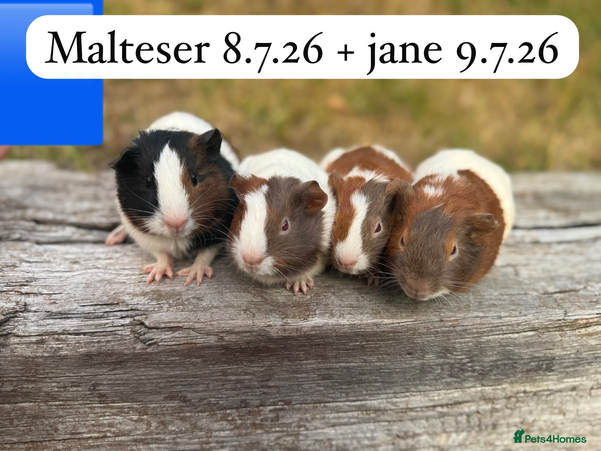 Guinea Pig rodents Gorgeous baby guinea pigs. Sheffield - Advert 16