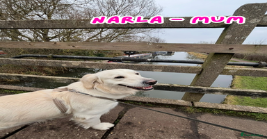 Golden Retriever dogs - Advert 2