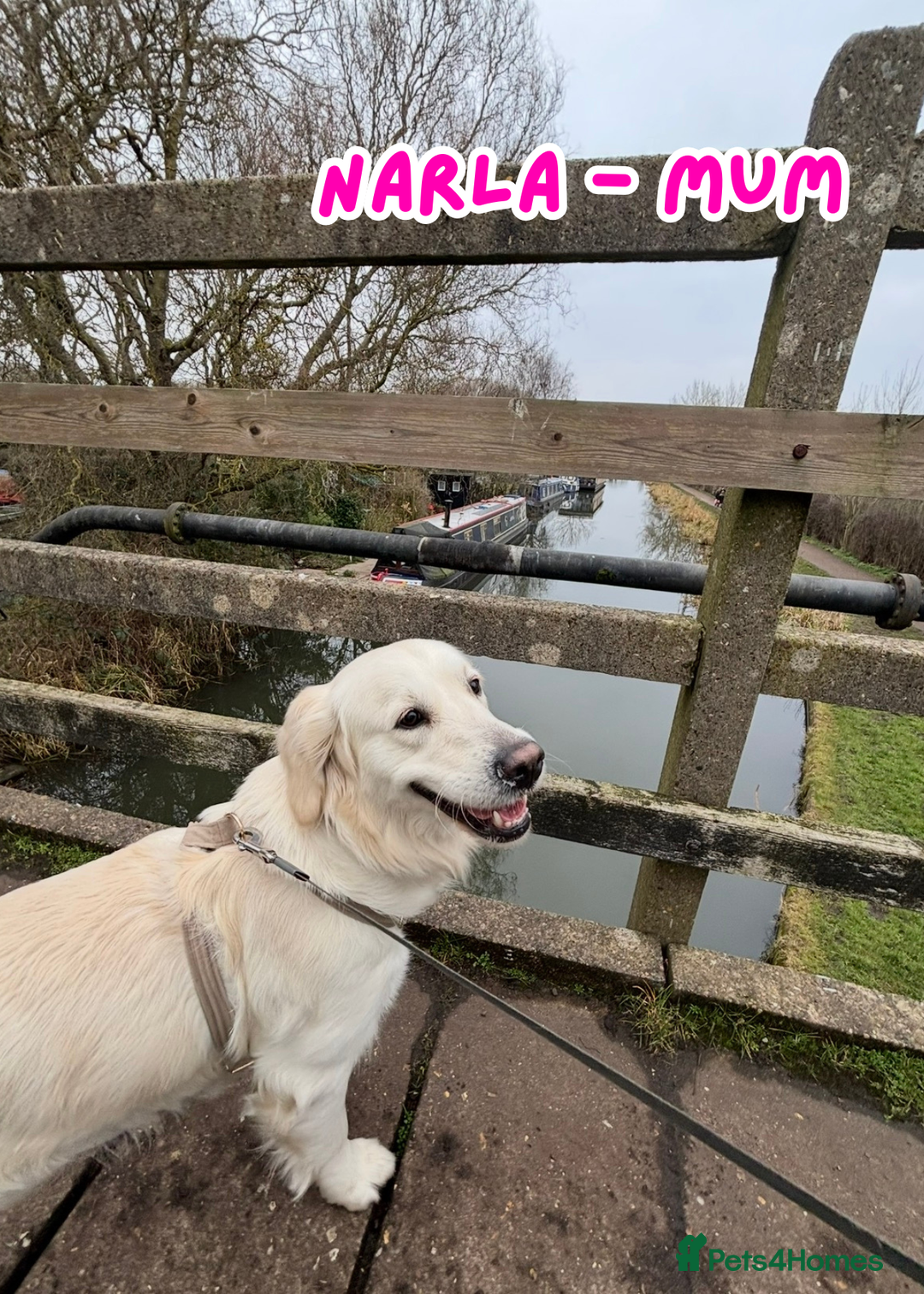 Golden Retriever dogs for sale: KC Registered Golden Retriever Puppies FOR SALE 🐾 - Image 2