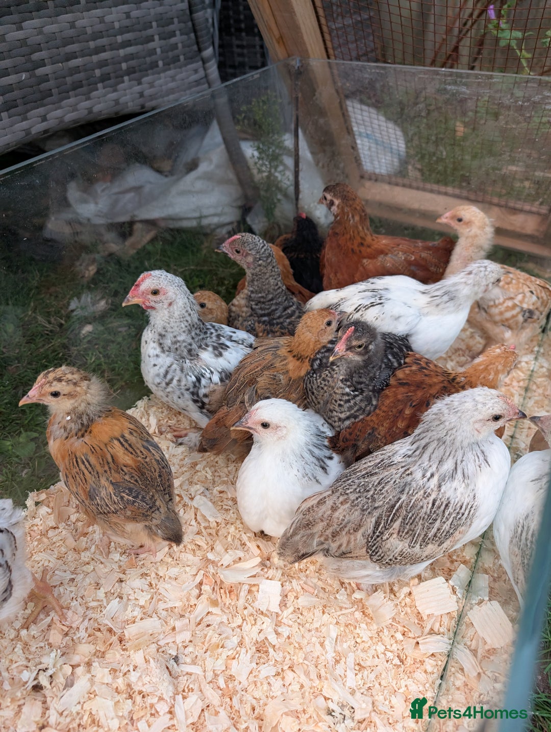 Chickens poultry for sale: Bantam Chicks (Unsexed) - Stunning Colours  - Image 2