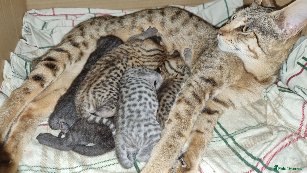 Savannah cats for sale: Gorgeous f5 kittens  - Image 2