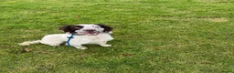 English Springer Spaniel dogs for sale: 2 year old spaniel for sale  in Cupar - Advert 3