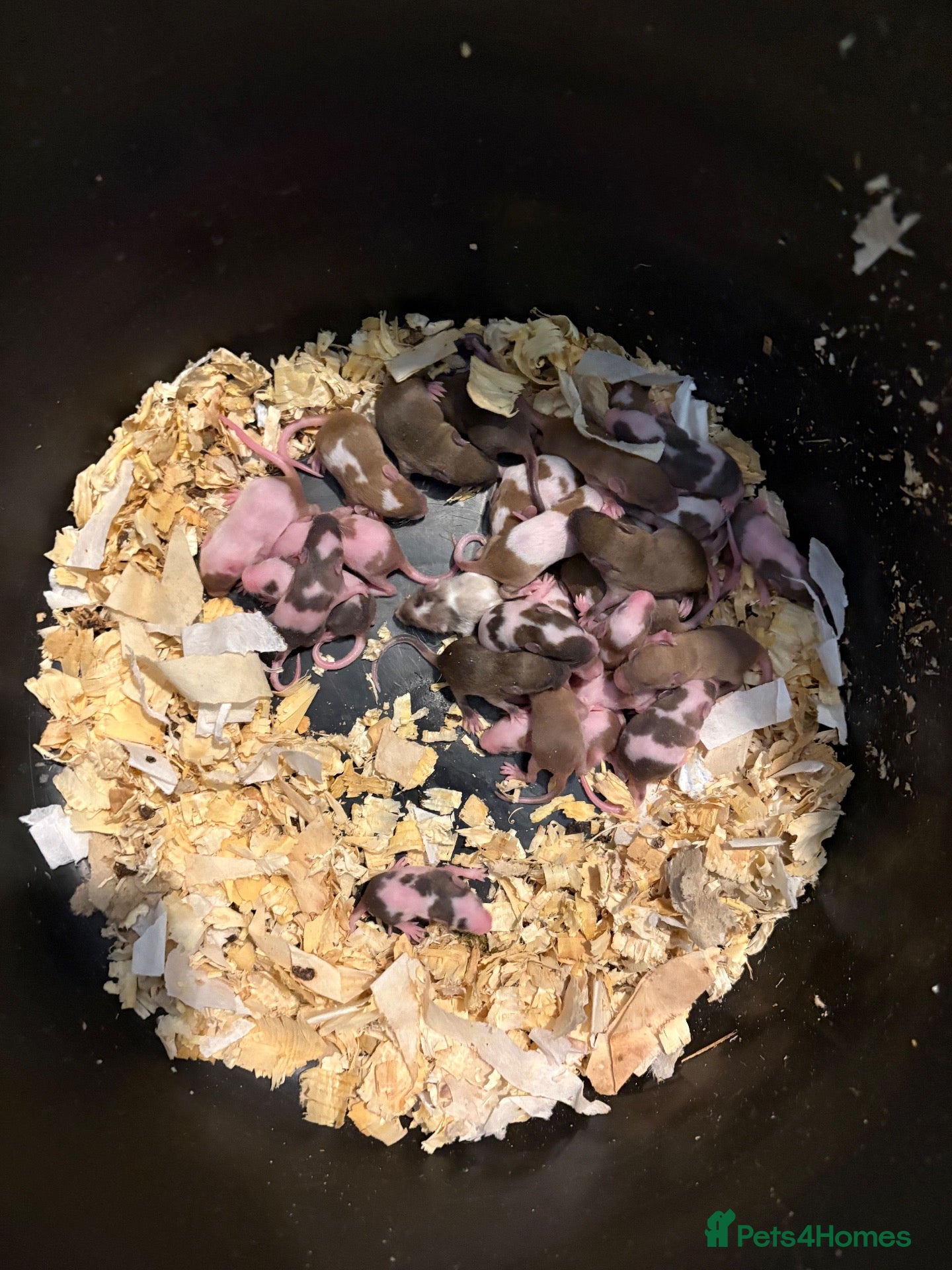Mouse rodents Male and female fancy mice  - Advert 2