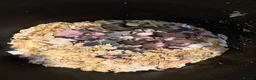 Mouse rodents for sale: Male and female fancy mice  - Advert 1