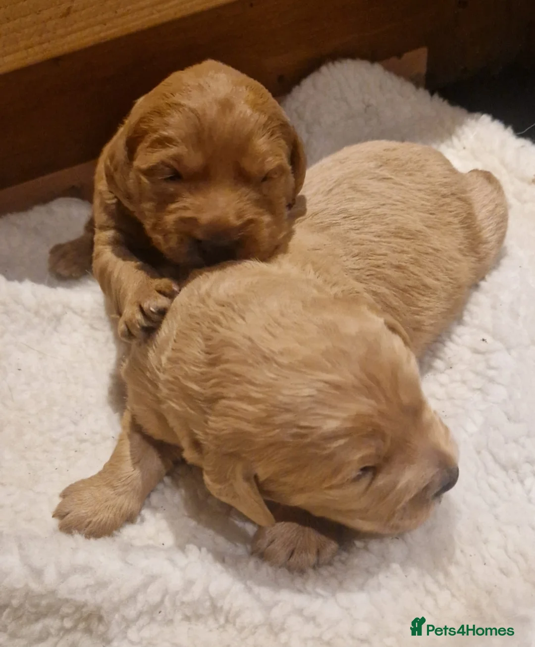 Labradoodle dogs for sale: Miniature labradoodle boys - Advert 19