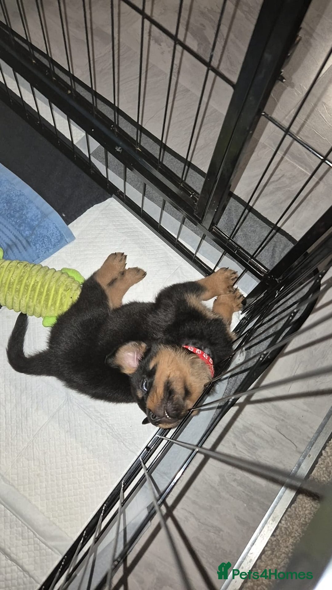 Rottweiler dogs for sale: One beautiful rottweiler boy - Advert 3