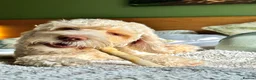 Cockapoo dogs for stud: 🐾 Beautiful Cockapoo Stud Exceptional Temperament in Heywood - Advert 13