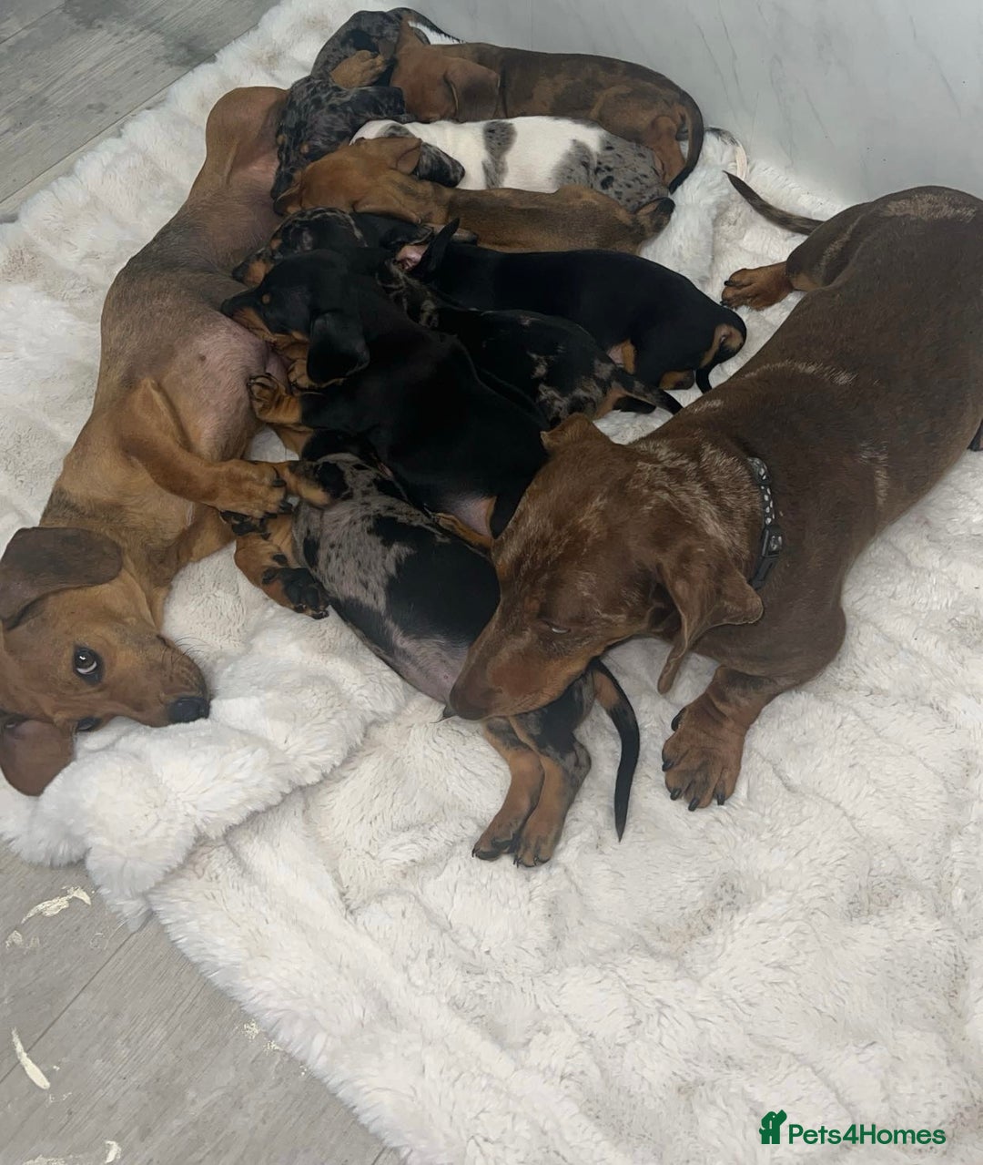 Dachshund dogs for sale: Adorable dachshund puppies ready for loving homes - Image 15