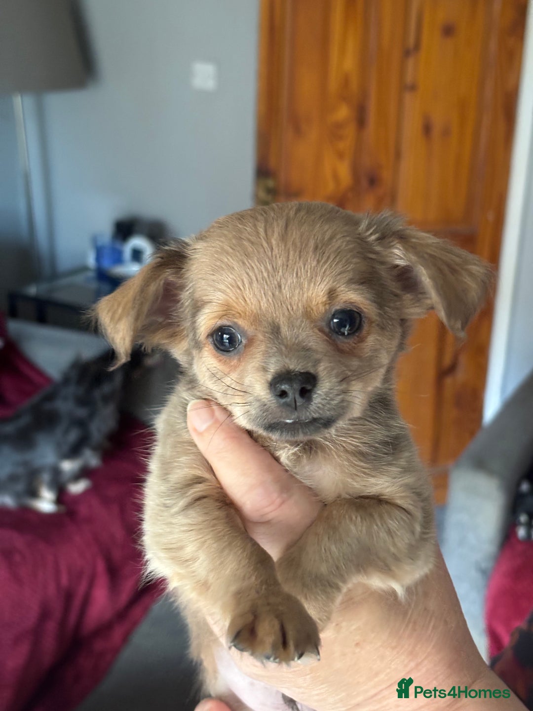 Chihuahua dogs for sale: KC Registered Chihuahua puppies available  - Advert 12