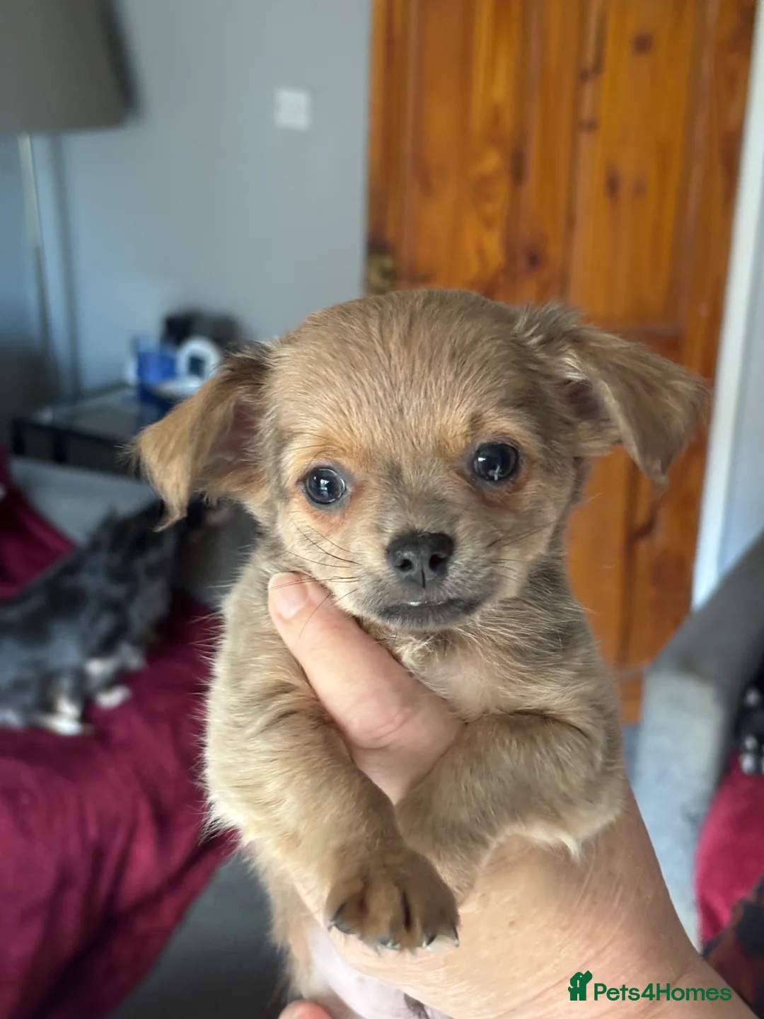 Chihuahua dogs for sale: Only 3 KC Registered perfect boys available  - Advert 24