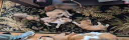 Mixed Breed dogs for sale: Beagle cross shih tzu  in Buckley - Advert 13