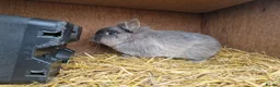Mixed Breed rabbits for sale: Handsome cute young dwarf lionhead boy available - Advert 7
