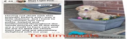Labradoodle dogs for sale: Chunky health tested f1bb standard labradoodles  - Advert 9