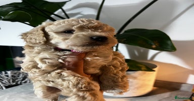 Toy Poodle dogs - Advert 1
