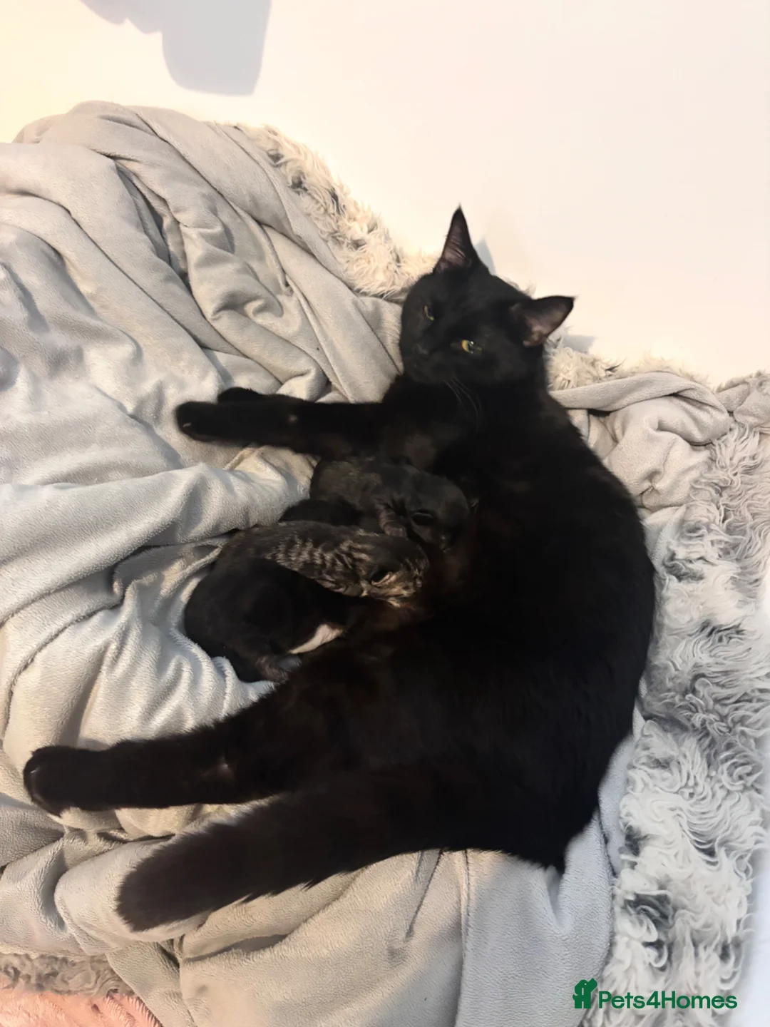 Mixed Breed cats for sale: Bengal cross kitten - Advert 2