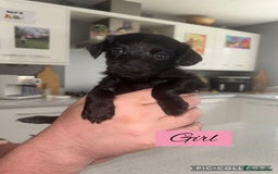 Mixed Breed dogs for sale: REDUCED - Cockapoochi Puppies - READY TO VIEW 🐶 - Image 12