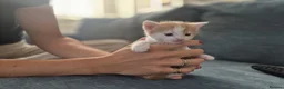 Mixed Breed cats for sale: Fluffy kittens  - Advert 5