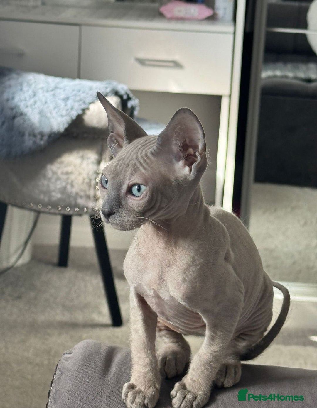Sphynx cats for sale: 2 MONTHS OLD BLUE EYES SPHYNX PETERBALD - Image 1
