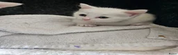 Persian cats for sale: Pure white long hair kittens. - Advert 17
