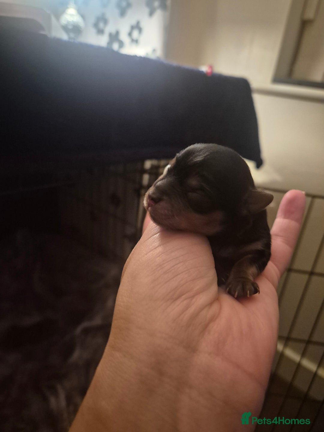 Yorkshire Terrier dogs for sale: Miniature yorkshire puppies - Image 5