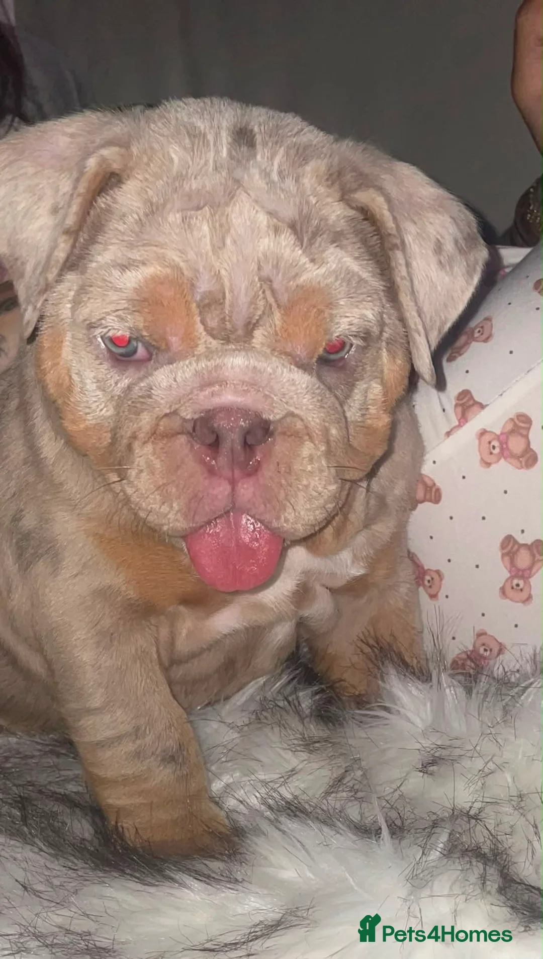 English Bulldog dogs for sale: 🤍Bulldog Lilac merle tri🤍 - Advert 3