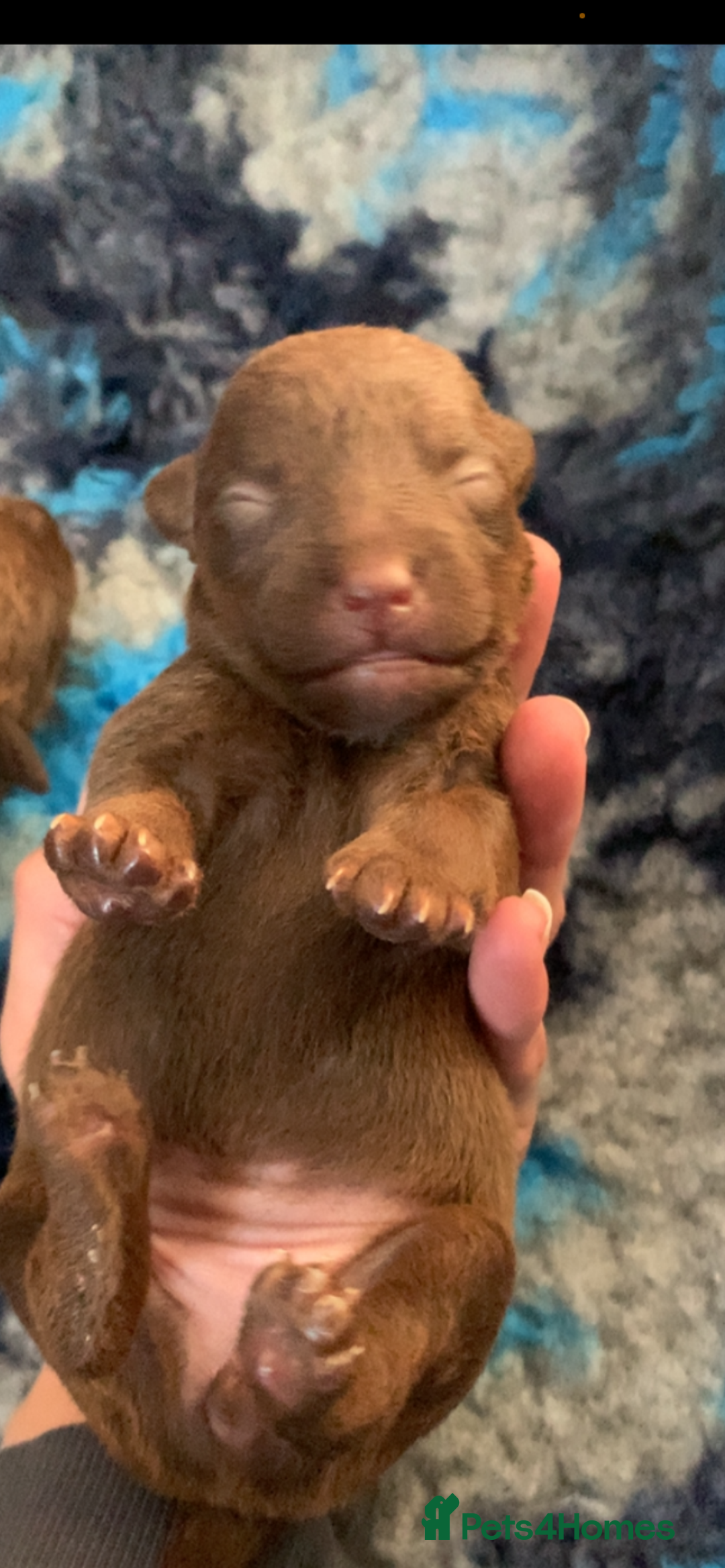 Patterdale Terrier dogs for sale: Beautiful chocolate patterdale terriers  - Image 4