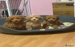 Mixed Breed dogs for sale: Toy Maltipoo X Miniature Labradoodle Puppies - Image 1