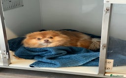 Pomeranian dogs for sale: Teddybear cuddly Retired spayed 1-2 years old  - Image 8