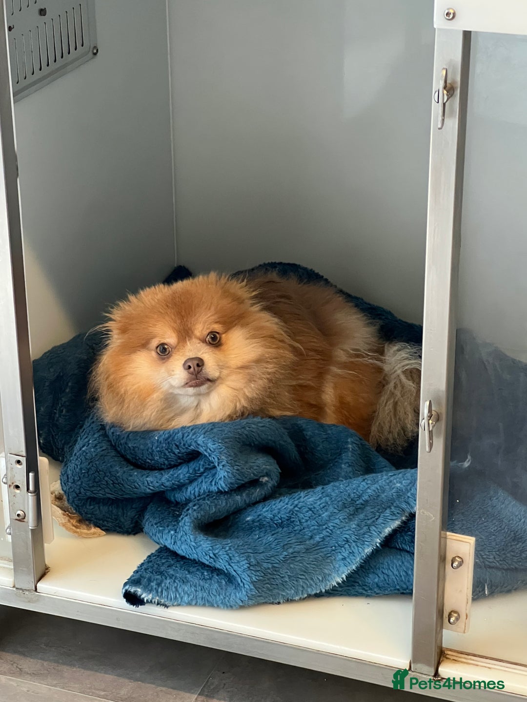 Pomeranian dogs for sale: Teddybear cuddly Retired spayed 1-2 years old  - Image 8