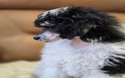 Toy Poodle dogs for sale: Gorgeous Tiny Toy Poodle Pups  - Image 12