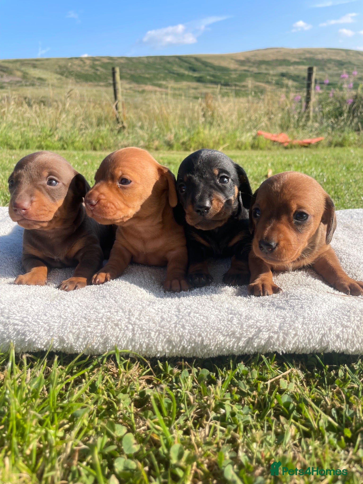 Miniature Dachshund dogs Beautiful Miniature Dachshund Puppies for Sale - Advert 1
