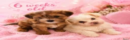 Yorkshire Terrier dogs for sale: 2 gorgeous colourful Yorkshire Terrier girls - Advert 3