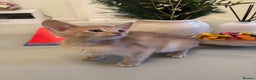 Abyssinian cats for sale: Pure pedigree Tica registered Abyssinian kittens  - Advert 32