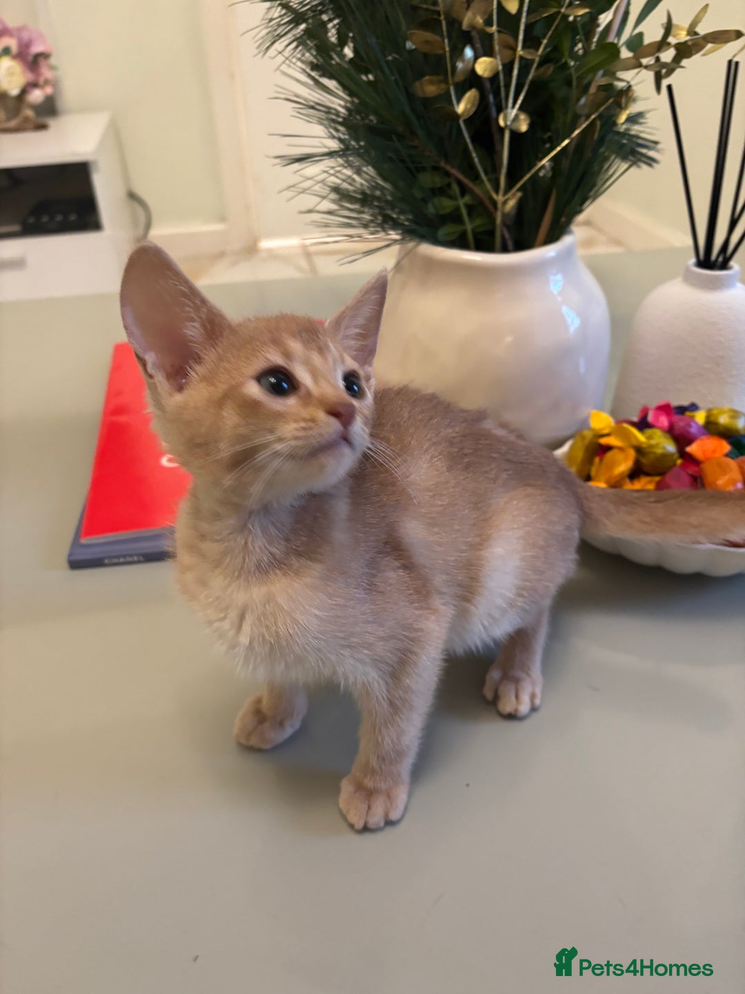 Abyssinian cats for sale: Pure pedigree Tica registered Abyssinian kittens  - Advert 32