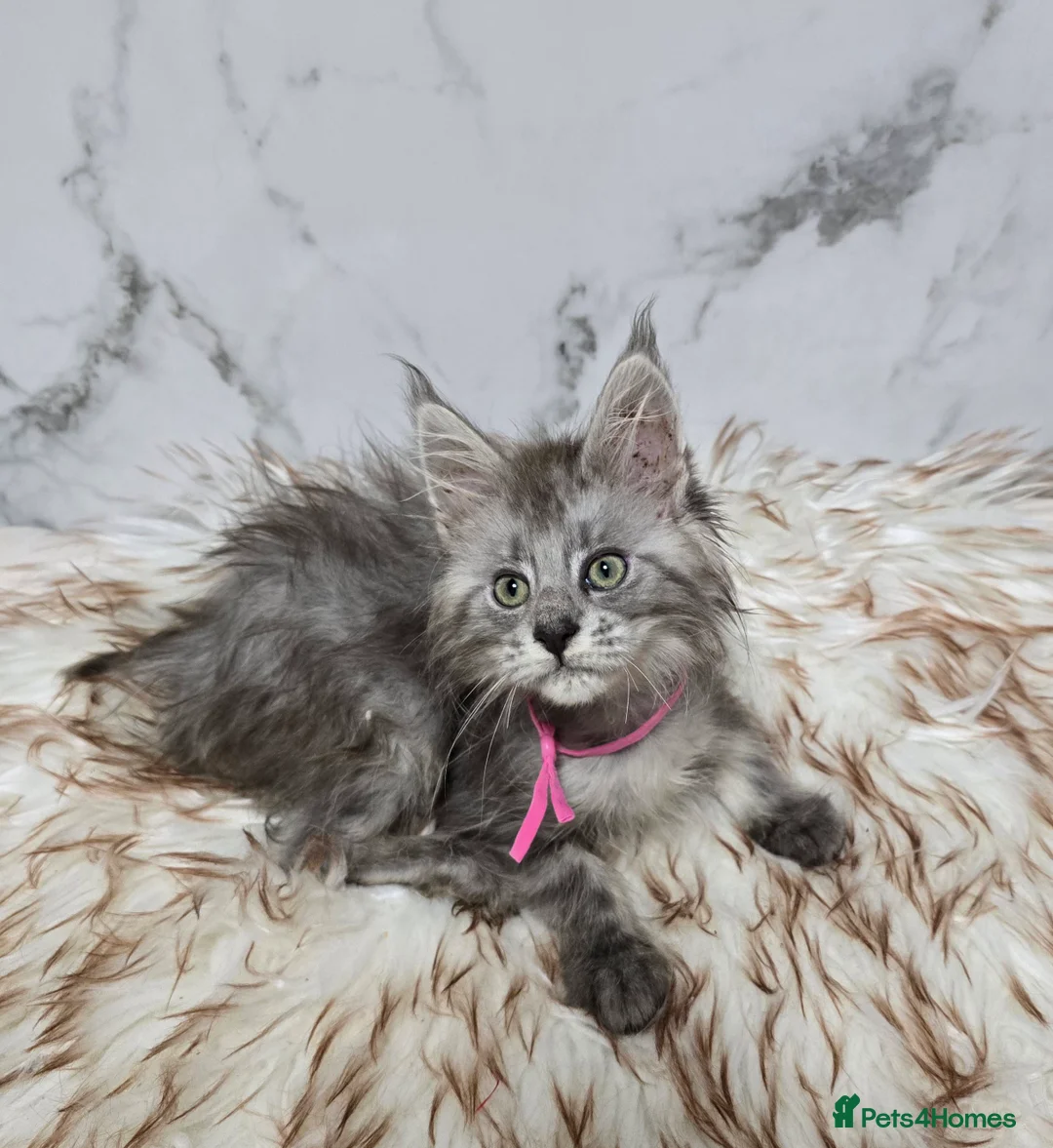 Maine Coon cats for sale: 4x Kittens MaineCoon Tica Registred  - Advert 12