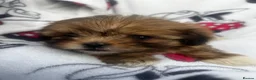 Shih Tzu dogs for sale: Imperial Shih Tzu puppies - Advert 3