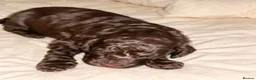 Mixed Breed dogs for sale: ADORABLE F1BB GOLDENDOODLE PUPPIES - Advert 24