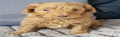 Goldendoodle Puppy 3