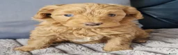 Goldendoodle dogs for sale: Miniature F1b Goldendoodle  - Advert 6